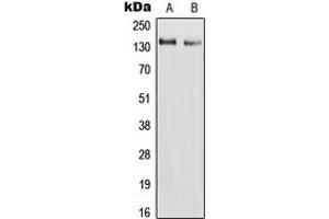 Western blot analysis of RAPH1 expression in HepG2 (A), H9C2 (B) whole cell lysates. (RAPH1 antibody  (Center))