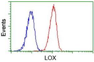 Image no. 1 for anti-Lysyl Oxidase (LOX) (AA 22-168) antibody (ABIN1491216) (LOX antibody  (AA 22-168))