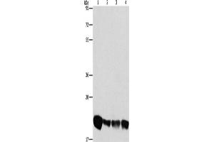 Western Blotting (WB) image for anti-Phosphatidylethanolamine Binding Protein 1 (PEBP1) antibody (ABIN2428602) (PEBP1 antibody)