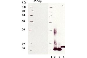 Western blot analysis of : Lane 1: MW marker, Lane 2: MT I, Lane 3: MT II, Lane 4: Mummichug CdCl2. (Metallothionein antibody)