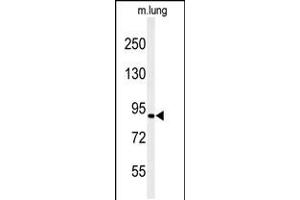 Western blot analysis of H6PD Antibody in mouse lung tissue lysates (35ug/lane) (Glucose-6-Phosphate Dehydrogenase antibody  (C-Term))