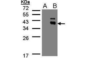 WB Image Western Blot analysis of PPM1K expression in transfected 293T cell line by PPM1K polyclonal antibody. (PPM1K antibody)