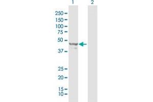 Western Blot analysis of NAPRT1 expression in transfected 293T cell line by NAPRT1 MaxPab polyclonal antibody. (NAPRT1 antibody  (AA 1-466))