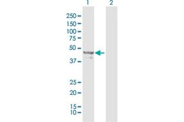 NAPRT1 antibody  (AA 1-466)