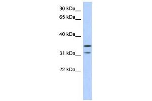Western Blotting (WB) image for anti-Retinoic Acid Induced 12 (RAI12) antibody (ABIN2459706) (Retinoic Acid Induced 12 (RAI12) antibody)