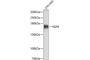 Western blot analysis of extracts of OVCAR3 cells using EGFR Polyclonal Antibody at dilution of 1:3000. (EGFR antibody)