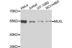Western blot analysis of extracts of various cell lines, using MLKL antibody (ABIN5973252) at 1/1000 dilution. (MLKL antibody)