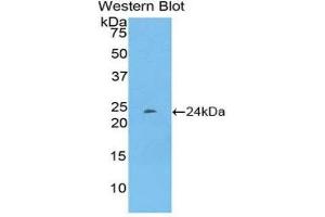 Western Blotting (WB) image for anti-Pentraxin 3 (PTX3) (AA 195-381) antibody (ABIN1860373)