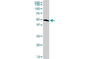 PAX6 MaxPab rabbit polyclonal antibody. (PAX6 antibody  (AA 1-422))