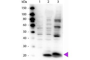 Western Blot of Rabbit Anti-Myosin pS19/pS20 antibody. (Myosin antibody  (N-Term, pSer19, pSer20))