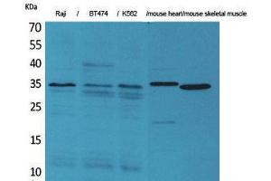 Western Blotting (WB) image for anti-Claudin 17 (CLDN17) (C-Term) antibody (ABIN3180987) (Claudin 17 antibody  (C-Term))