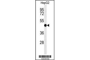 Western blot analysis of SGMS2 Antibody in HepG2 cell line lysates (35ug/lane) (Sphingomyelin Synthase 2 antibody  (C-Term))