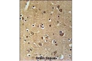 PRG2 Antibody (Center) (ABIN651919 and ABIN2840454) immunohistochemistry analysis in formalin fixed and paraffin embedded human brain tissue followed by peroxidase conjugation of the secondary antibody and DAB staining. (PRG2 antibody  (AA 316-344))