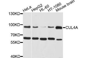 Western blot analysis of extracts of various cell lines, using CUL4A antibody (ABIN5971488) at 1/1000 dilution. (Cullin 4A antibody)