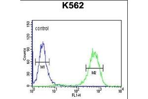 C Antibody (Center) (ABIN650957 and ABIN2840010) flow cytometric analysis of K562 cells (right histogram) compared to a negative control cell (left histogram). (CTC1 antibody  (AA 767-795))