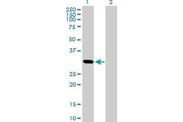 CDCA5 antibody  (AA 1-252)