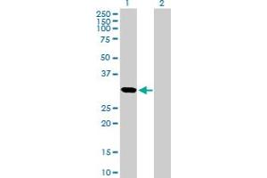 Western Blot analysis of CDCA5 expression in transfected 293T cell line by CDCA5 MaxPab polyclonal antibody. (CDCA5 antibody  (AA 1-252))