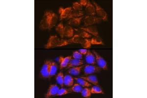 Immunofluorescence (IF) image for anti-Interferon alpha/beta Receptor 1 (IFNAR1) (AA 470-557) antibody (ABIN7267947)