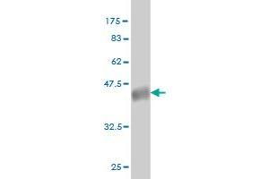 CLK3 antibody  (AA 36-136)