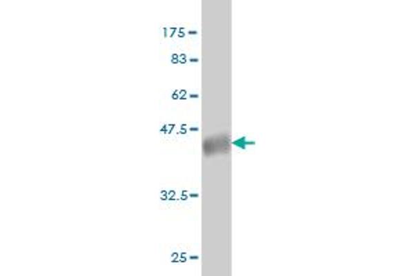 CLK3 antibody  (AA 36-136)