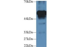 Western Blotting (WB) image for anti-Fibrinogen beta Chain (FGB) (AA 35-481) antibody (ABIN7433273)