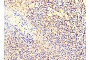 Immunohistochemistry of paraffin-embedded human tonsil tissue using ABIN7150223 at dilution of 1:100 (POLB antibody  (AA 1-300))