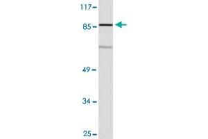 Western blot analysis of COLO 205 cell lysate with OR10R2 polyclonal antibody . (OR10R2 antibody)