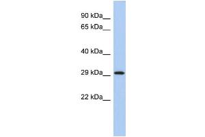 WB Suggested Anti-YWHAE Antibody Titration:  0. (YWHAE antibody  (Middle Region))