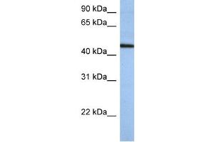 WB Suggested Anti-ZNF766 Antibody Titration:  0.