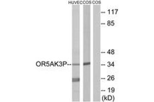 Western blot analysis of extracts from HuvEc/COS7 cells, using OR5AK3P Antibody. (OR5AK3P antibody  (AA 241-290))