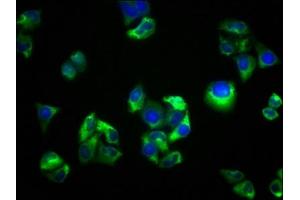 Immunofluorescence staining of Hela cells with ABIN7168815 at 1:33, counter-stained with DAPI. (SEMA5B antibody  (AA 845-1013))