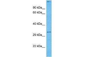 Host:  Mouse  Target Name:  DLX5  Sample Tissue:  Mouse Skeletal Muscle  Antibody Dilution:  1ug/ml (DLX5 antibody  (Middle Region))