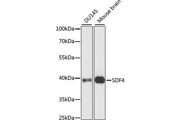 SDF4 antibody  (AA 37-200)