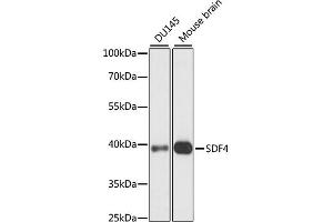 Western blot analysis of extracts of various cell lines, using SDF4 antibody (ABIN7270606) at 1:1000 dilution. (SDF4 antibody  (AA 37-200))