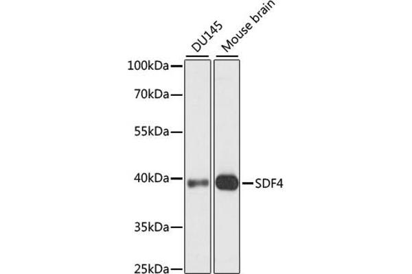 SDF4 antibody  (AA 37-200)