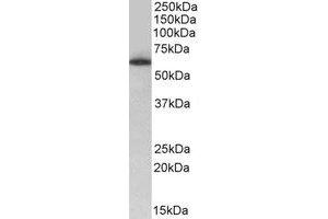 Western Blotting (WB) image for anti-TH1-Like (TH1L) (Internal Region) antibody (ABIN2464769) (TH1-Like antibody  (Internal Region))