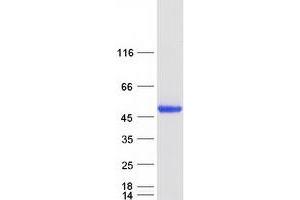 Validation with Western Blot (PPM1A Protein (Transcript Variant 1) (Myc-DYKDDDDK Tag))