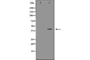 Western blot analysis of MCF7 cell lysate, using DAO Antibody. (D Amino Acid Oxidase antibody  (C-Term))