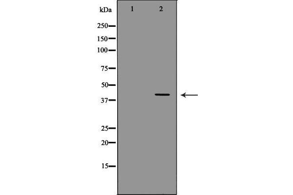 D Amino Acid Oxidase antibody  (C-Term)