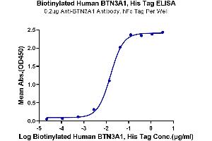 Immobilized Anti-BTN3A1 Antibody, hFc Tag at 2 μg/mL (100 μL/well) on the plate. (BTN3A1 Protein (AA 30-254) (His-Avi Tag,Biotin))