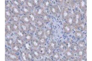 IHC-P analysis of Rat Kidney Tissue, with DAB staining. (OPA3 antibody  (AA 1-200))