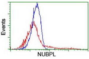 HEK293T cells transfected with either RC204385 overexpress plasmid (Red) or empty vector control plasmid (Blue) were immunostained by anti-NUBPL antibody (ABIN2455166), and then analyzed by flow cytometry. (NUBPL antibody  (AA 1-250))