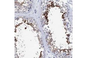 Immunohistochemical staining of human testis with SPATA7 polyclonal antibody  shows strong cytoplasmic positivity in a subset of cells in seminiferous tubules.