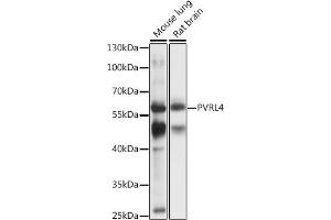 Western blot analysis of extracts of various cell lines, using PVRL4 antibody (ABIN7269433) at 1:1000 dilution.