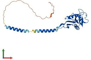 AlphaFold protein structure predicition of Mouse Recombinant Cd209a Protein, UniprotID Q91ZX1 (CD209a Antigen Protein (CD209A) (AA 1-238) (His tag))