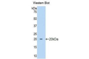 Western Blotting (WB) image for anti-Pancreas Specific Transcription Factor, 1a (PTF1A) (AA 177-328) antibody (ABIN1175805) (PTF1A antibody  (AA 177-328))
