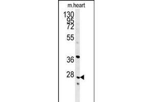 INMT Antibody (Center) (ABIN651667 and ABIN2840351) western blot analysis in mouse heart tissue lysates (35 μg/lane). (INMT antibody  (AA 101-128))