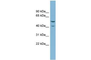 WB Suggested Anti-ERF Antibody Titration:  0. (ERF antibody  (N-Term))