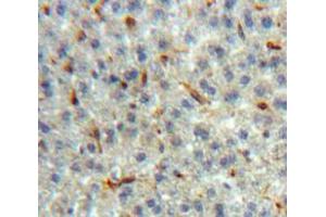 Used in DAB staining on fromalin fixed paraffin-embedded Liver tissue (LPO antibody  (AA 244-346))