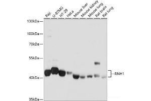 Western blot analysis of extracts of various cell lines using RNH1 Polyclonal Antibody at dilution of 1:1000. (RNH1 antibody)